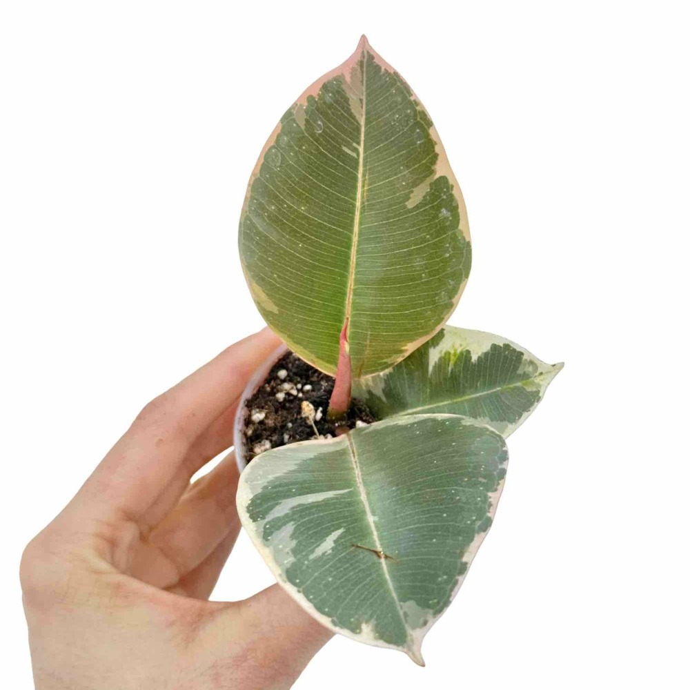 Ficus elastica tineke - pot de 6cm