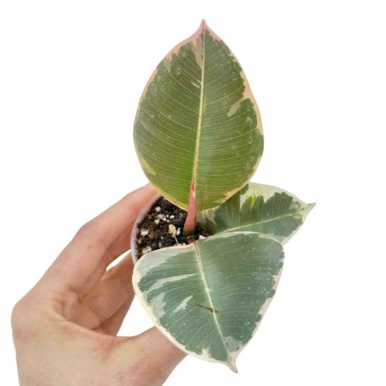 Ficus elastica tineke - pot de 6cm