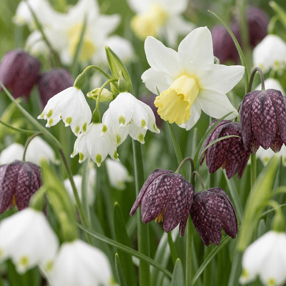 Mélange de bulbes pour jardin humide - floraison estivale - calibre 10/12 - 120 bulbes