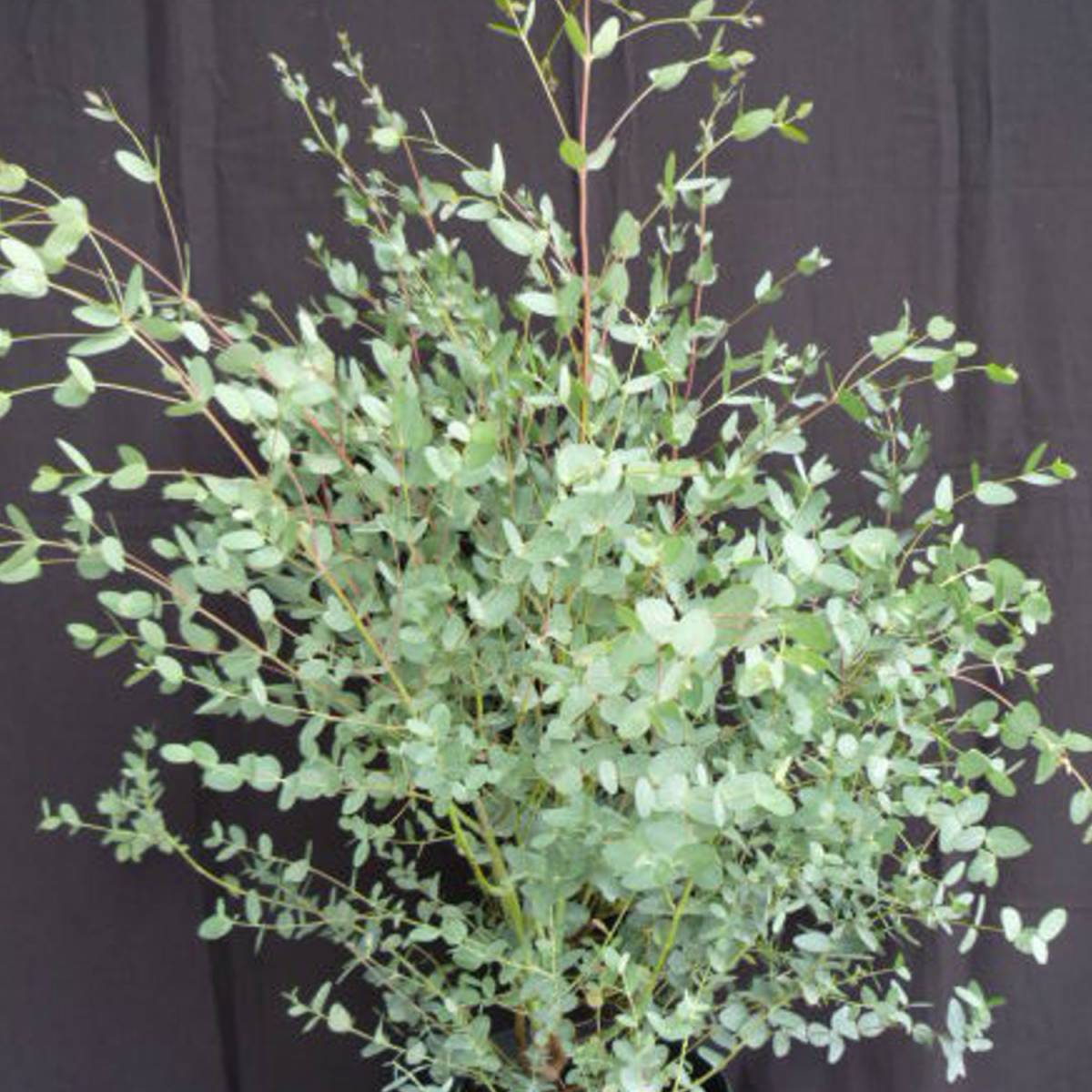 Eucalyptus gunni/eucalyptus gunni[-]pot de 10l - 100/125 cm