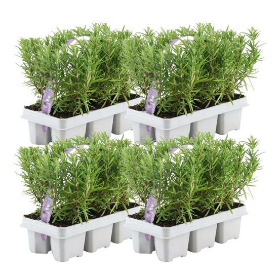 Romarin - 4 packs de 6