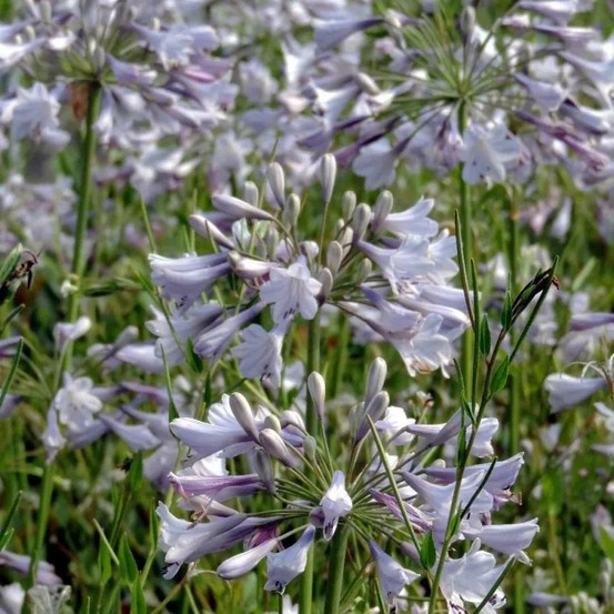 Agapanthe silberpfeil godet - 5/20 cm