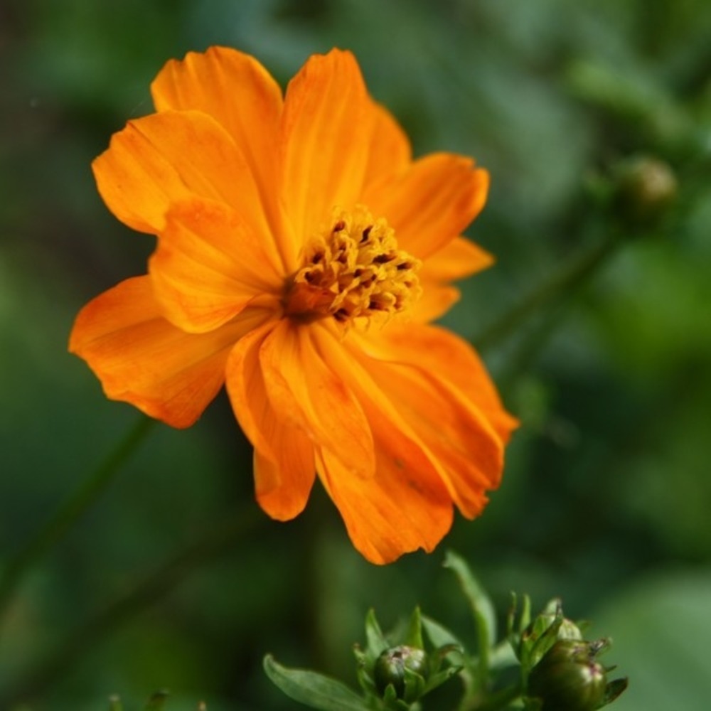 Cosmos sulphureux 'cosmic orange' mini-motte ø 3/4 cm, livré en plant vert de 5 à 10 cm de hauteur (par 5)