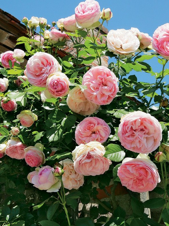 Rosier grimpant 'pierre de ronsard' pot de 4l/5l