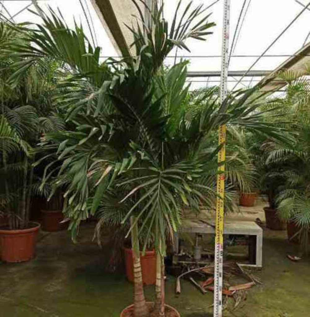 Adonidia merrillii (veitchia merrillii- palmier de manille) spécimen - pot de 45l tronc unique 225-250cm