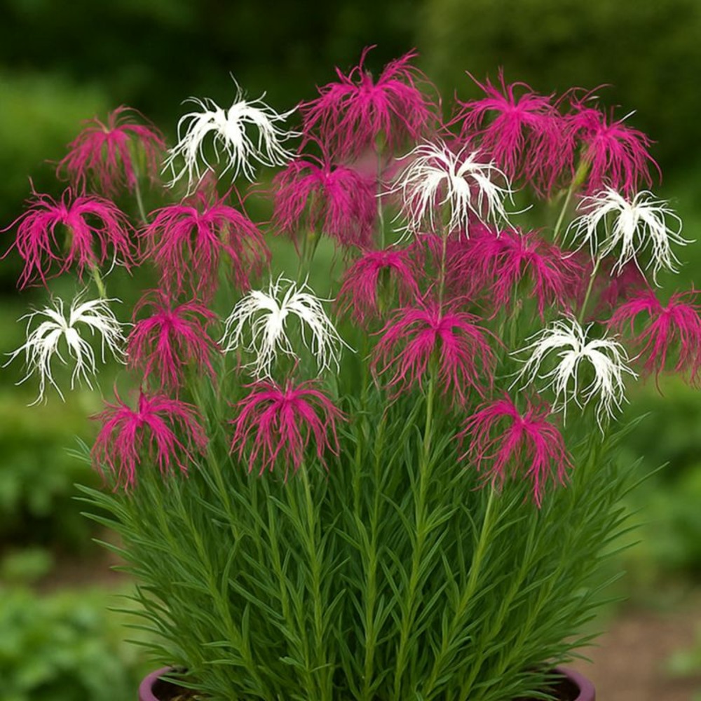 3 oeillets hybride 'dancing geisha' (dianthus 'dancing geisha')