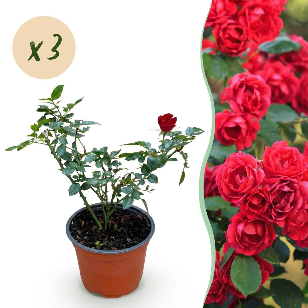 Rosier couvre-sol 'the fairy' rouge (rosa polyantha) - rosier rouge remontant - pot 12 cm - hauteur 20-25 cm - plante d'extérieur
