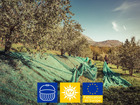 Filet de récolte vert pour arbres ou arbustes fruitiers, dont olives, noix,.. (5x100m)