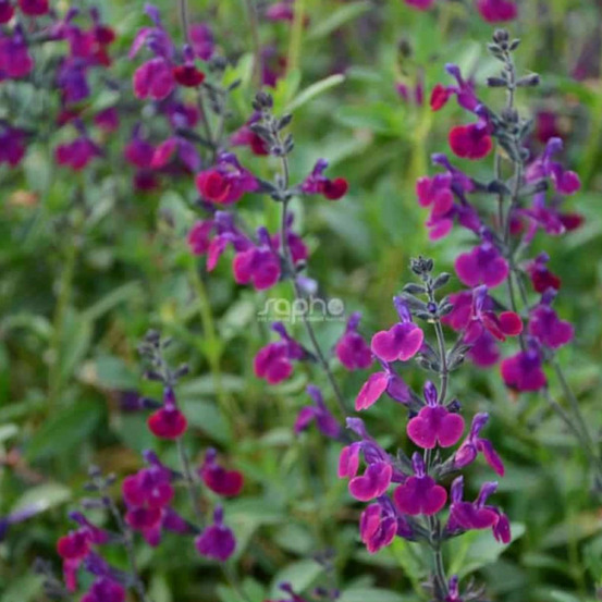 Sauge violette de loire® 'barsal' pot de 7,5l - 40/60 cm