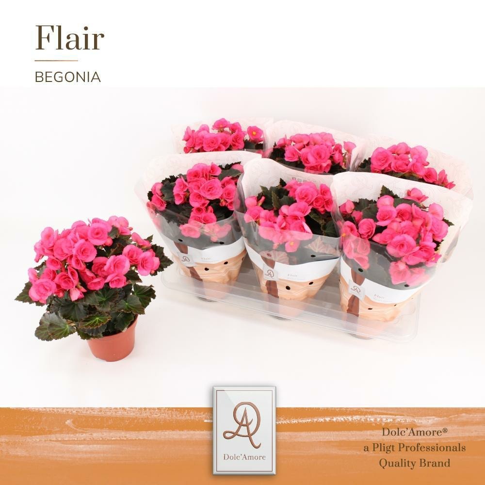 Begonia rose d14cm h31cm