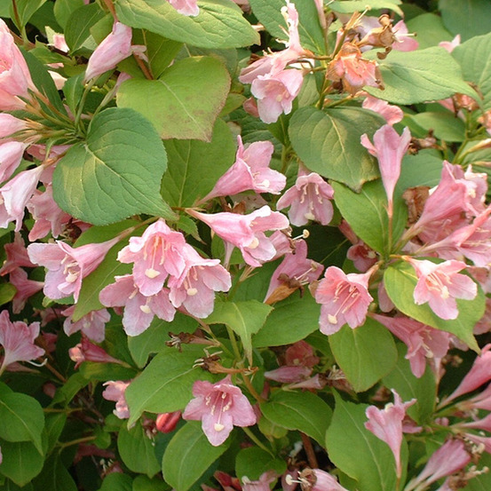 2 x weigela 'rosea' - weigela 'rosea' - 50-60 cm pot