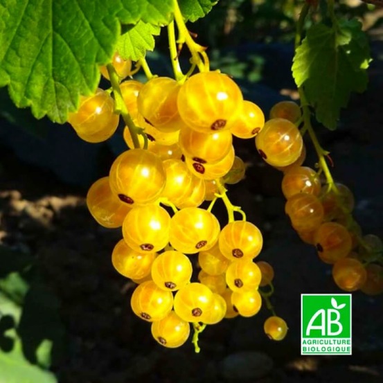 Groseillier 'Versaillaise Blanche' BIO…