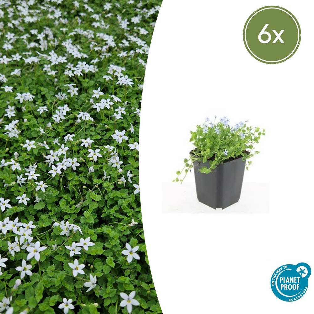 Isotoma fluviatilis 'alba' x6 – entre 0,38 et 0,5m2