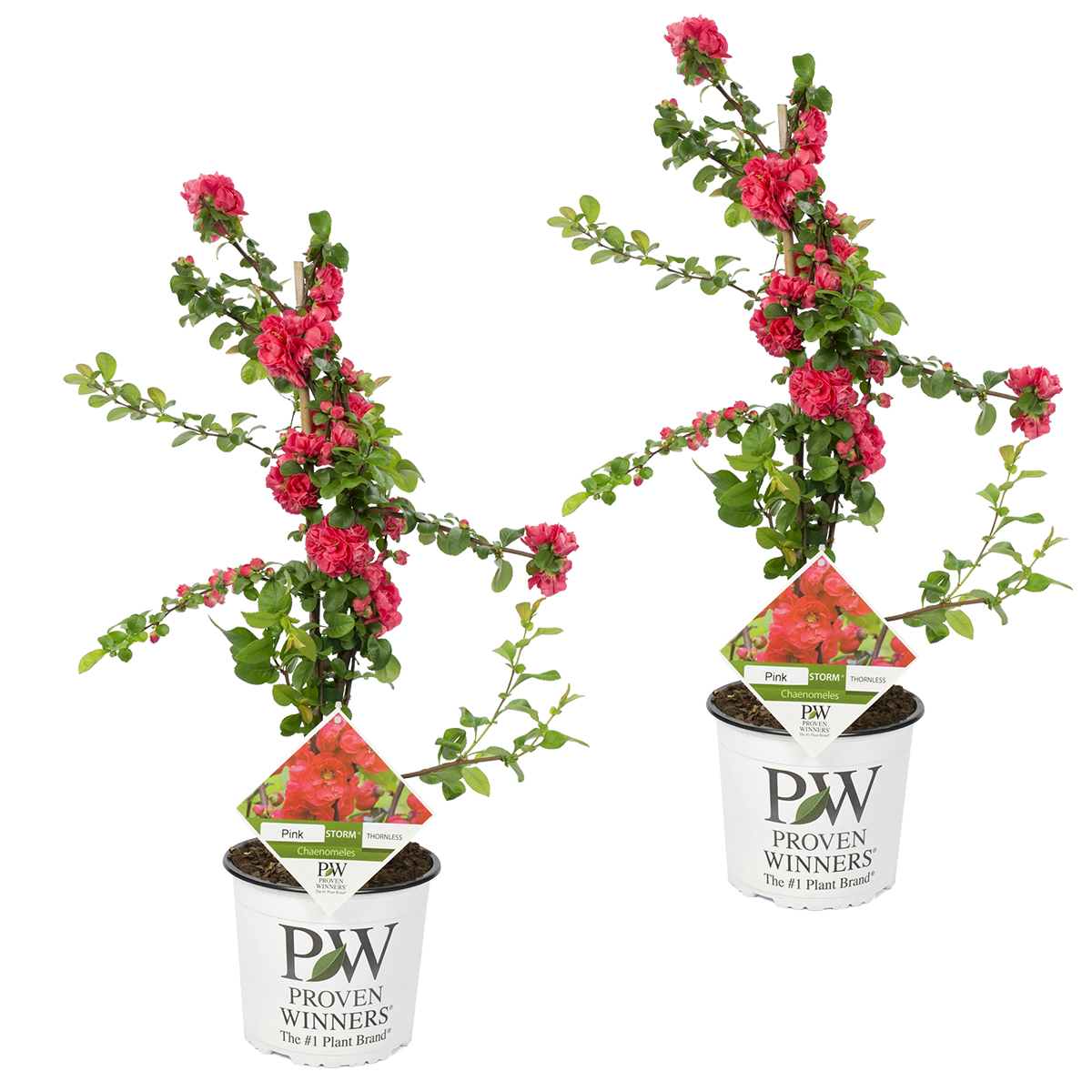 2x chaenomeles 'pink storm' - coing nain - outsider - arbuste - ⌀19 - ↕40 cm