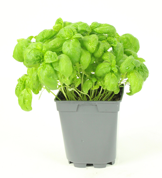 Plant de Basilic Grand Vert - Plant aromatique - Pot de 1L