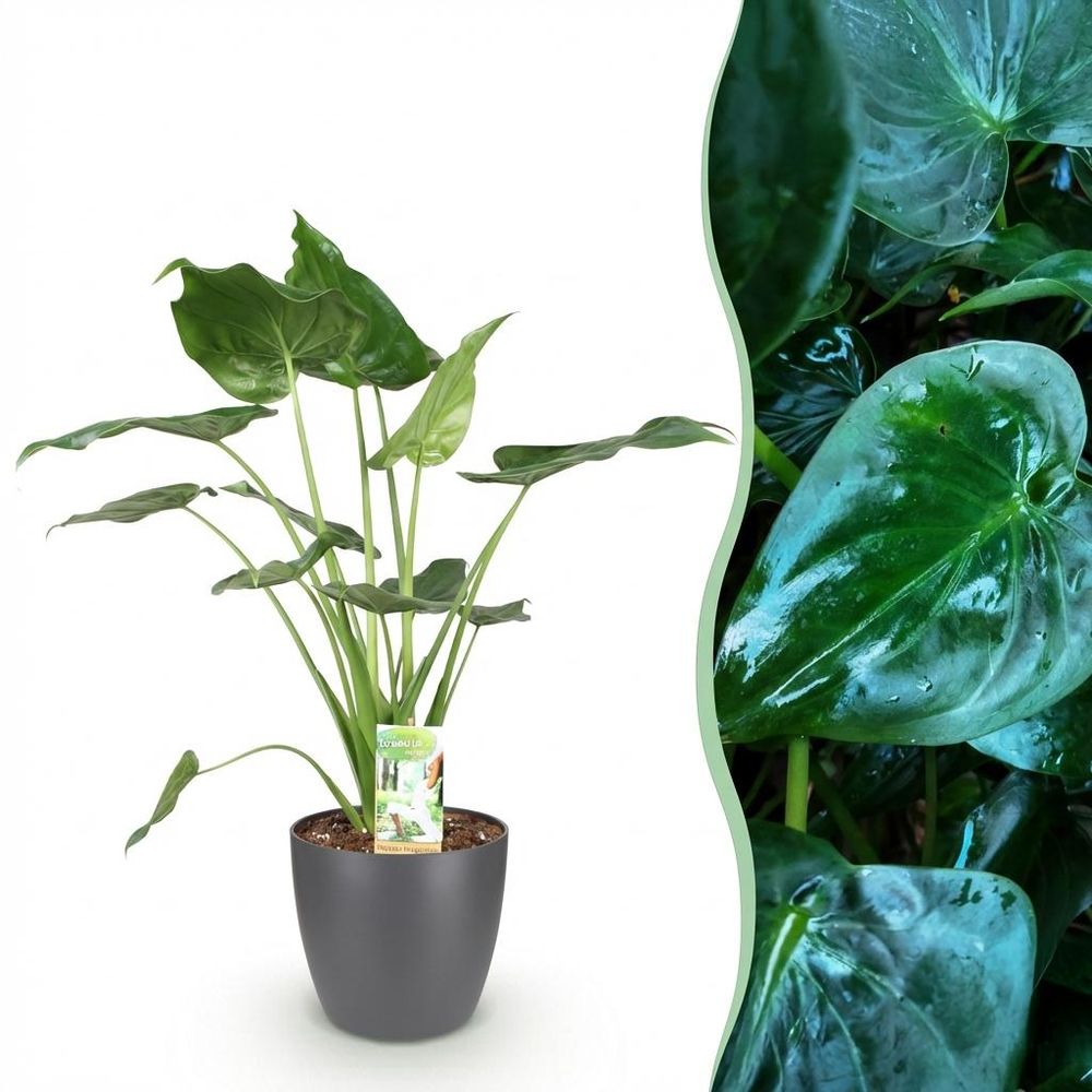 Alocasia cucullata - main de bouddha - plantes d'intérieur