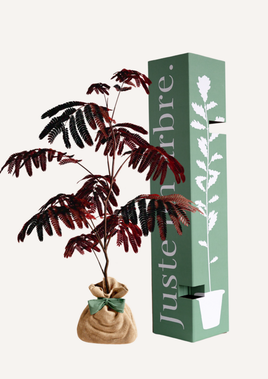 Albizia