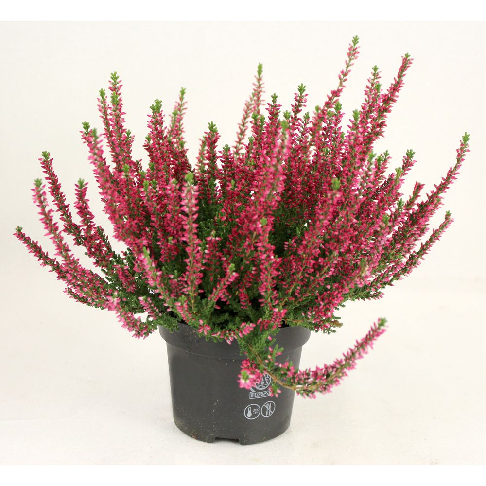 Bruyère calluna pot 13 cm