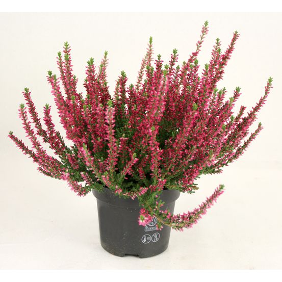 Bruyère calluna pot 13 cm