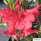 Rhododendron nain 'elisabeth':pot 4l