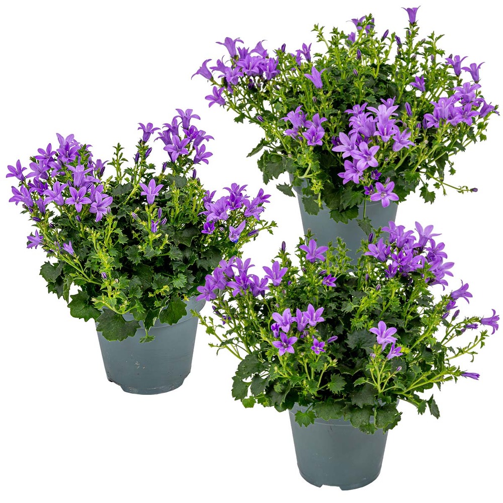 Lot de 3 - campanula ambella intense purple - campanule - 10-20 cm de haut - pot 10,5 cm