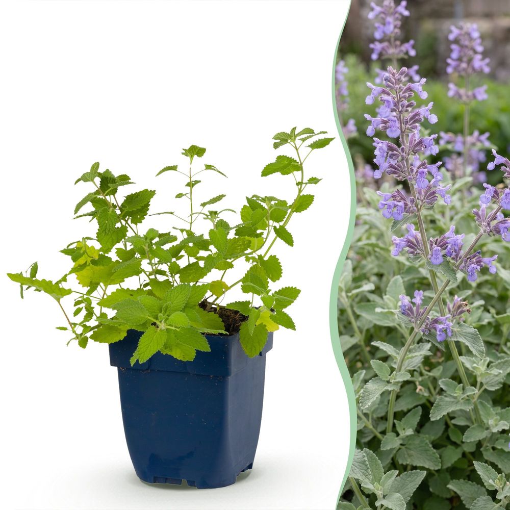 Népéta - pot 11 cm - hauteur 25 cm