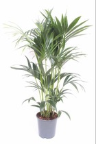 Plante d'intérieur - palmier kentia - h120cm, ø24cm - grande plante d'intérieur 120cm