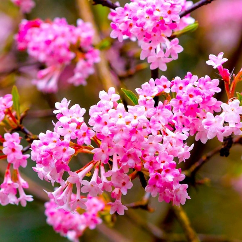 Viorne d'hiver 'dawn' (viburnum bodnantense 'dawn')