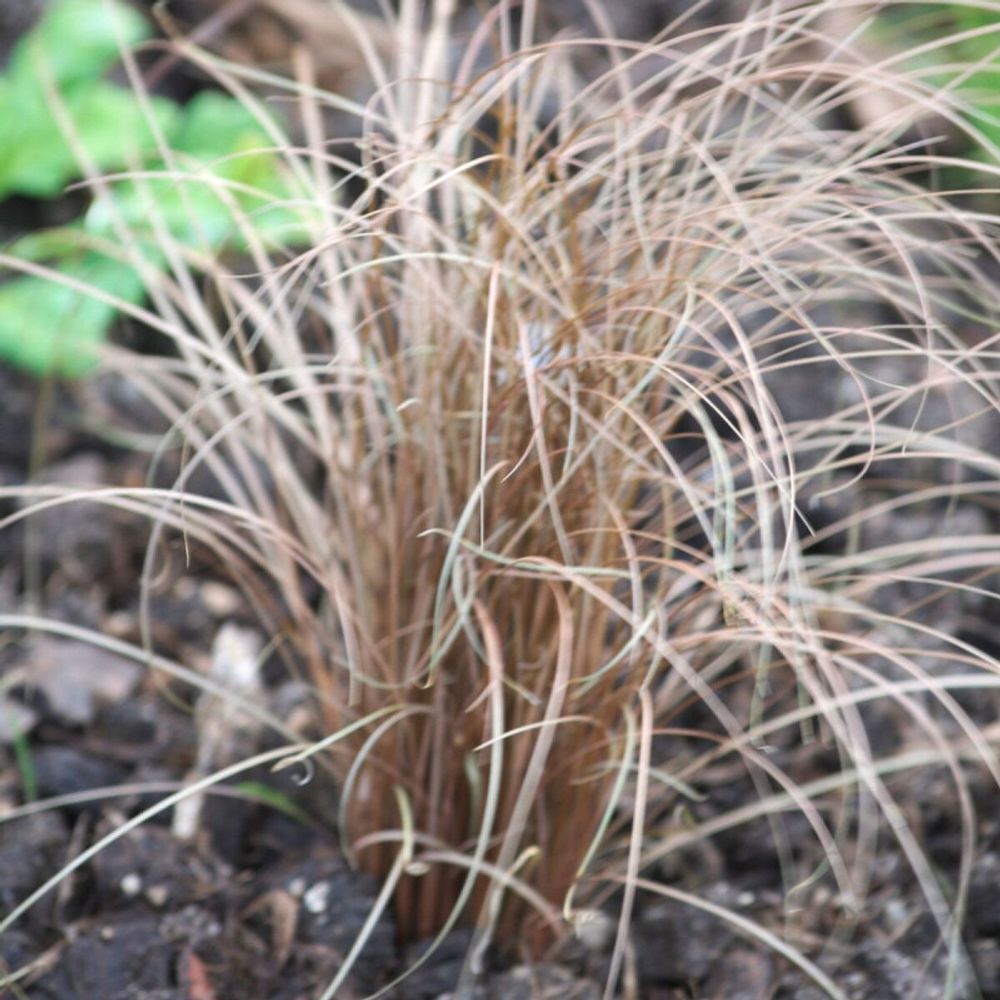 Laîche de buchanan bronze form, carex pot de 2l - 40/60 cm
