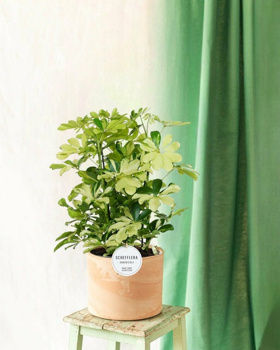 Schefflera melanie 55cm - plante d'intérieur