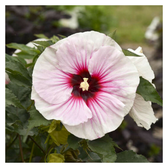 Hibiscus des marais summerific® candy crush pot de 4l - 40/60 cm