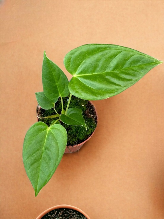 Anthurium recavum x recavum