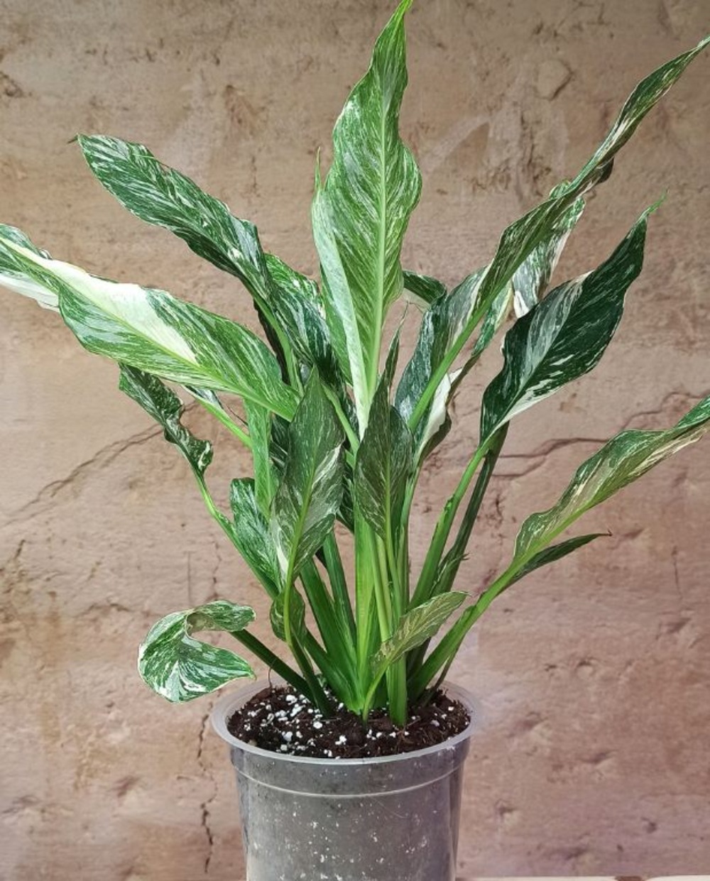 Spathiphyllum diamond variegata - fleur de lune d. 14cm h. 55cm - plante d'intérieur