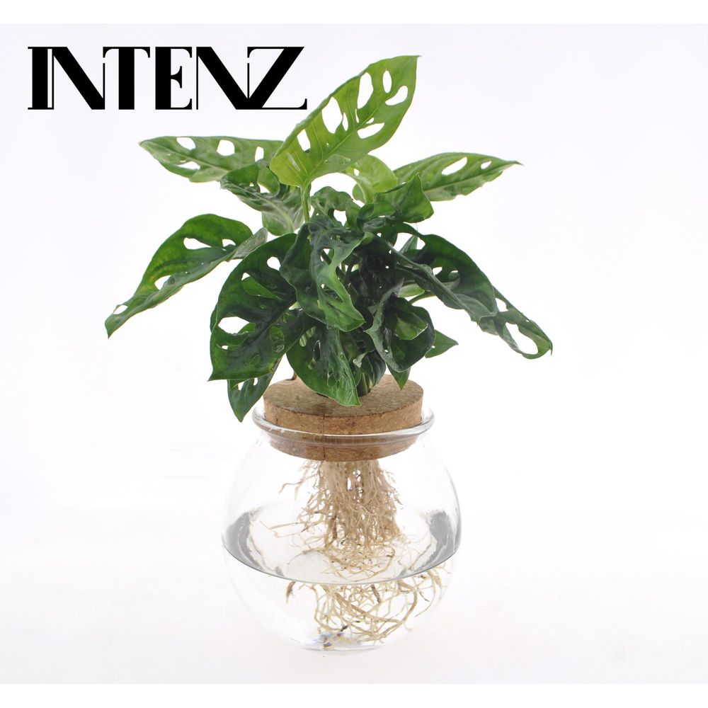 Monstera adansonii in bolglas + klikkurk - ø12cm - ↕25cm - plantes d'intérieur