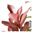 Photinia ' red robin ': c7,5l