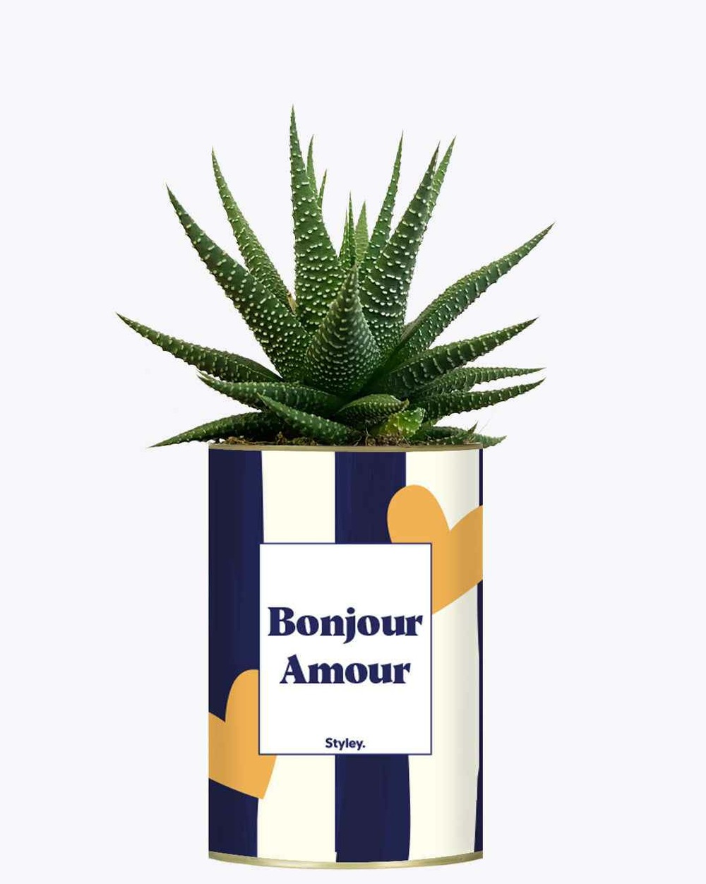 Plante facile à entretenir - bonjour amour - cactus