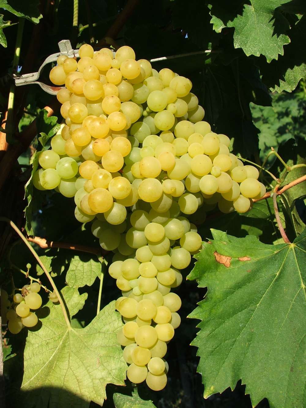 Vigne EXALTA- vigne pour raisins à déguster- racines nues- vendu à l'unité