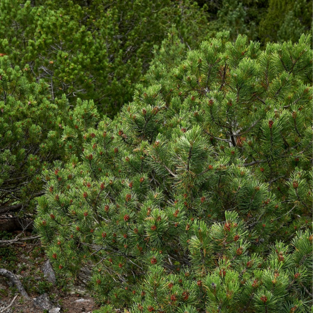 Pin de montagne 'mops' pot 8l 25/30cm - pinus mugo mops