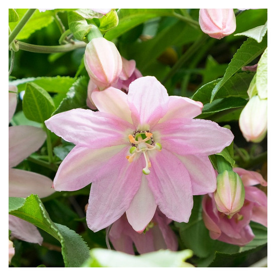 Passiflore anna flora pot de 1,5l _ tuteur bambou 30/60 cm