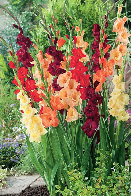 Super affaire glaieuls en melange - 50 bulbes