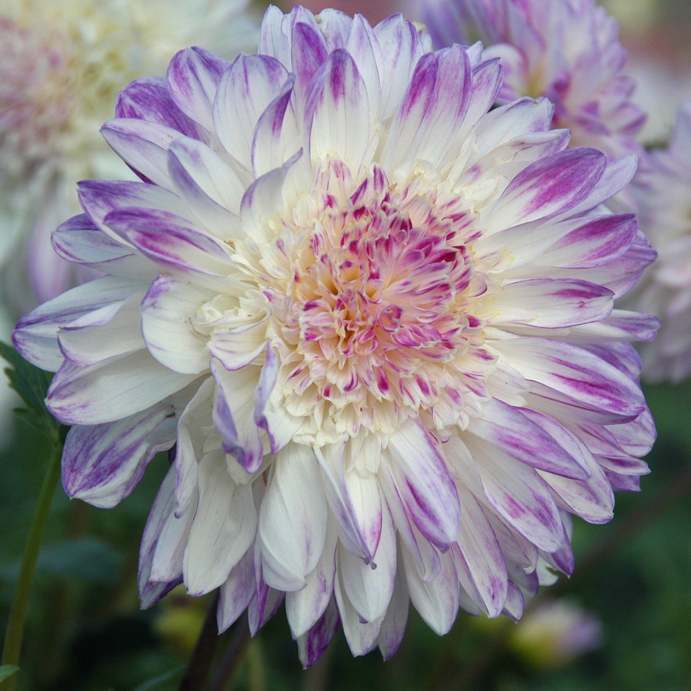 Dahlia gpe à collerette 'que sera' bulbe calibre i