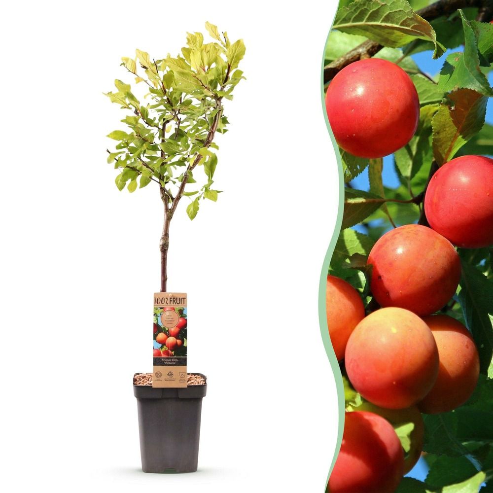 Prunier 'victoria' - pot 21 cm - hauteur 90 cm
