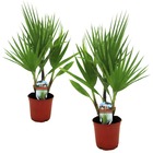 Washingtonia robusta - palmier - set de 2 - pot 15cm - hauteur 50-60cm