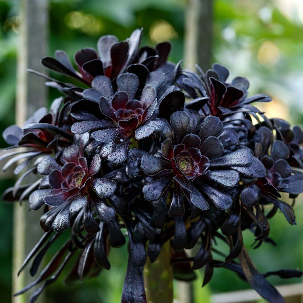 Aéonium en arbre 'schwarzkopf' pot de 3l/4l