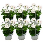 Géraniums suspendus - pelargonium peltatum - pot 12cm - set de 6 plantes - blanc