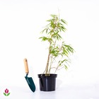 Bambou fargesia rufa non-traçant, le pot / 2l / hauteur livrée 40-50cm