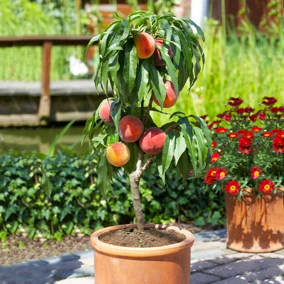 Arbre fruitier colonnaire pêcher - 80/100 cm de hauteur - pour pots et pleine terre - idéal pour balcon, terrasse, petit jardin