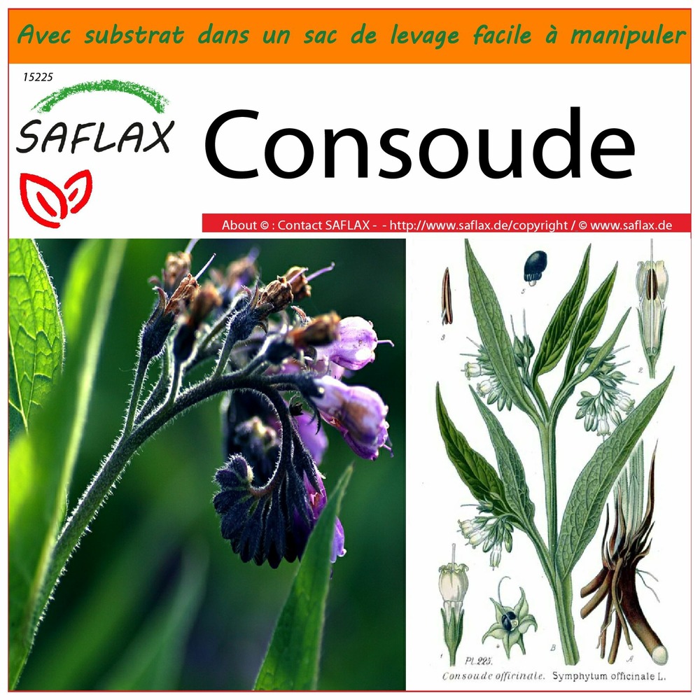 Garden in the bag - consoude - 15 graines - symphytum officinale
