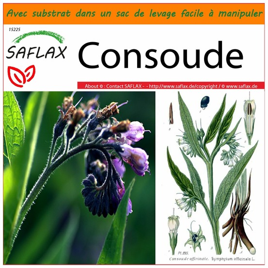 Garden in the bag - consoude - 15 graines - symphytum officinale