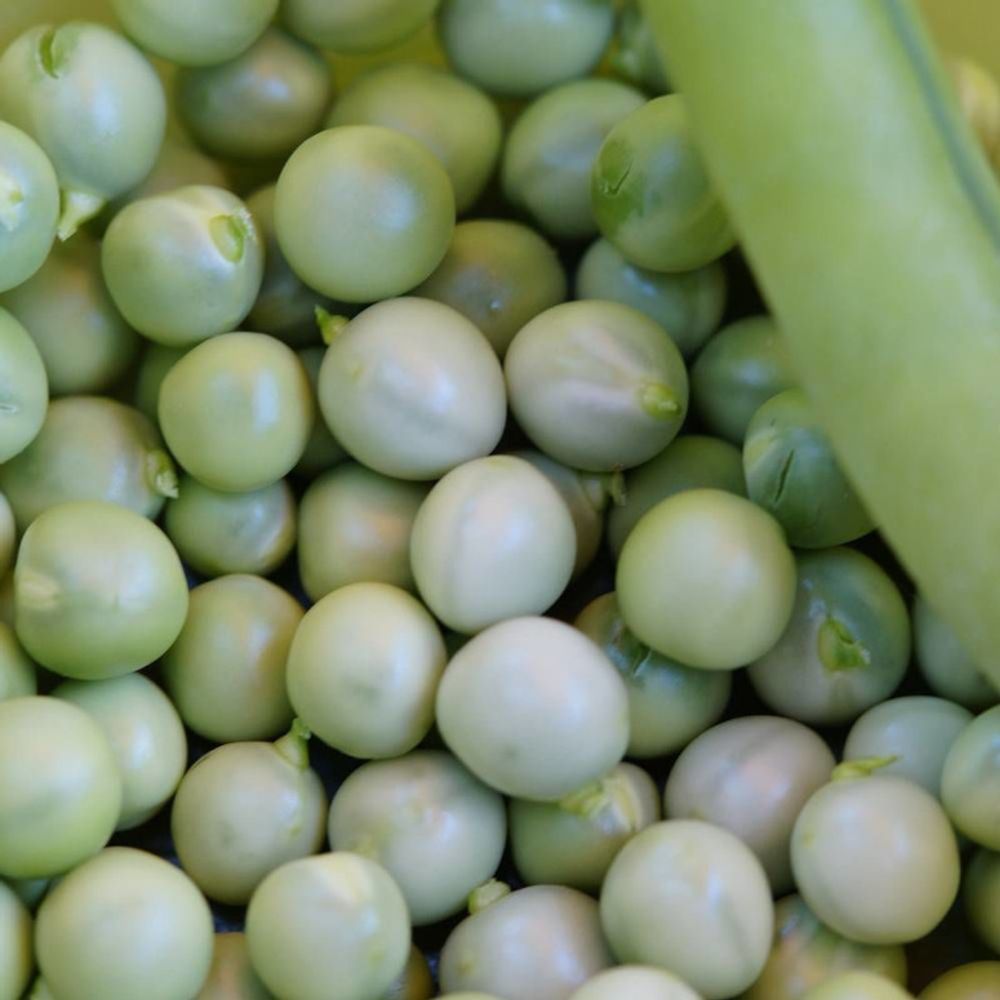 Lot De 40 Graines De Pois Nain Le Petit Provençal Semences